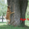 dog-barking-up-tree