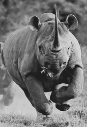 charging rhino